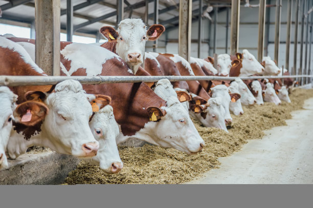 蒙贝利亚德奶牛在自由畜栏饲养素材图片
