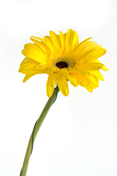 大而美丽的非洲菊，非洲菊花孤立。白色背景。非洲菊素材图片