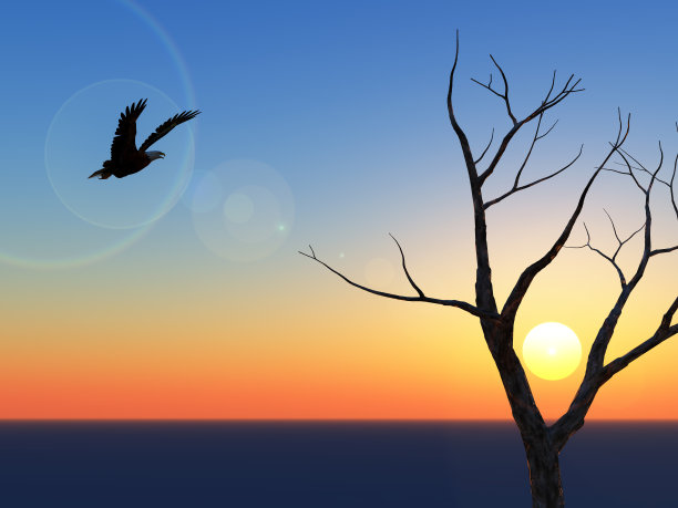 孤独的鹰日落图片下载