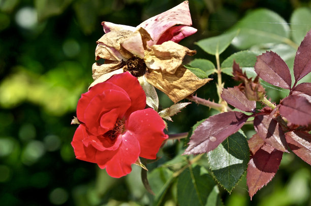 红玫瑰和死玫瑰图片下载