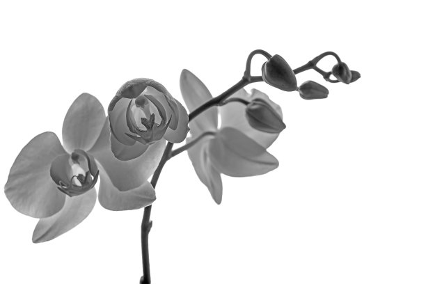 枝上孤立白兰图片下载