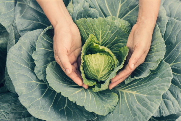 有机蔬菜在手。农民抱着并收获了新鲜的卷心菜在花园的背景图片下载