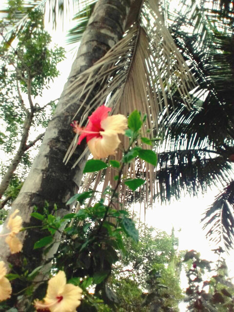 朱槿花图片下载