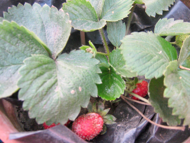 草莓植物图片下载