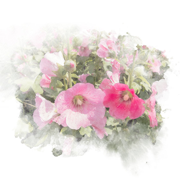 蜀葵（锦葵）花朵插画图片下载