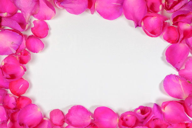 粉红色的玫瑰花瓣镶在白色的背景上。有空间图片下载