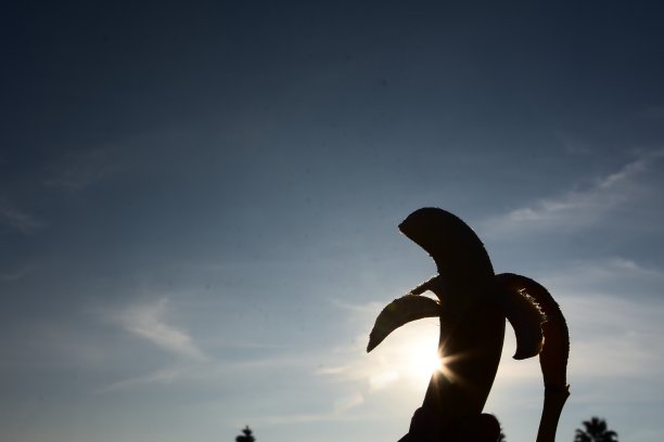 香蕉轮廓图片下载