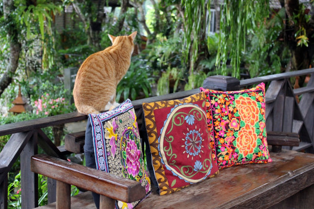 猫咪背对着镜头坐着，看着绿色的花园背景图片下载