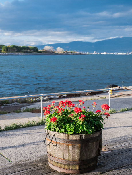 木码头上的桶里的红花图片下载