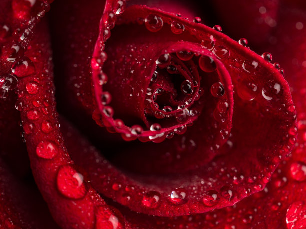 靠近红玫瑰花图片下载