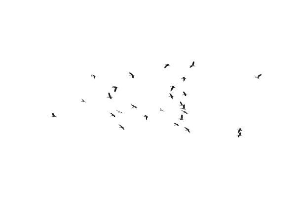 白色背景上的一群鸟。为设计。一群孤立在白色背景上的鸟。剪切路径。图片下载