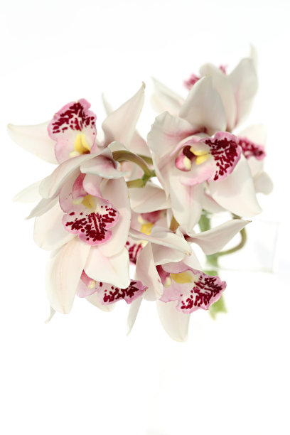 白色背景上的一株嫩白的粉红色兰花图片下载