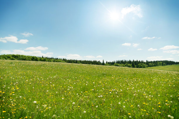 蓝天下的野花草地素材图片