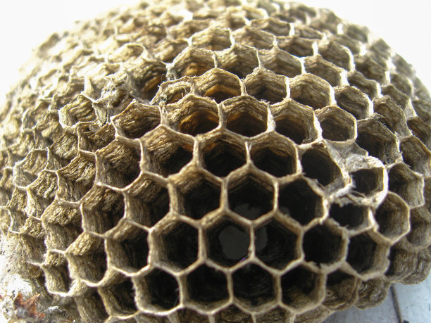 黄蜂的巢图片下载