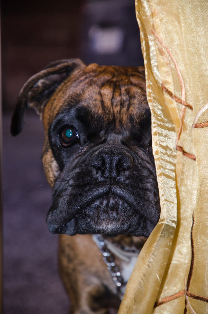 拳师犬，口鼻特写。黄色窗帘后面的滑稽表情图片下载