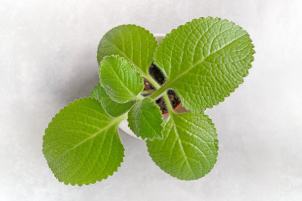 Vijf在een kruid或Plectranthus amboinicus在灰色混凝土背景图片下载