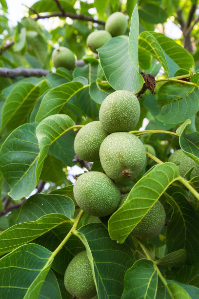 核桃在树 - 核桃和相当图片下载
