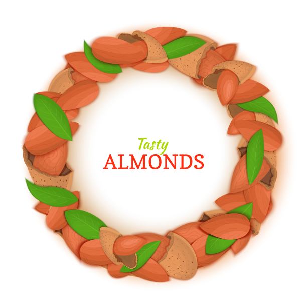 由杏仁和坚果组成的圆形框架。矢量插图。榛子果架、榛子果壳、去壳、叶子为包装设计食品、黄油、油脂、排毒化妆品霜图片下载