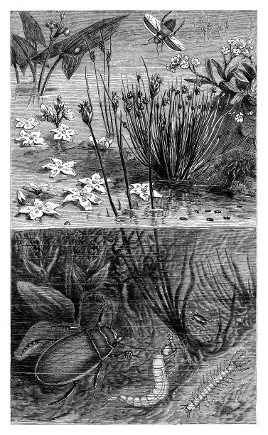 水甲虫图片下载