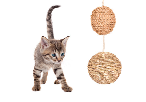 小猫与球图片下载