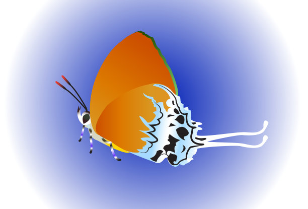 美丽的蝴蝶图片下载