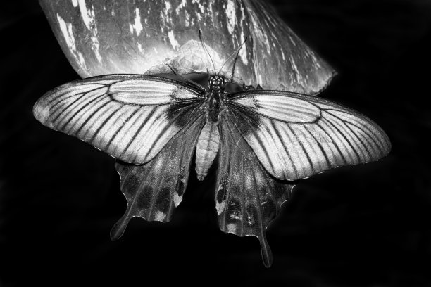 热带燕尾蝶图片下载