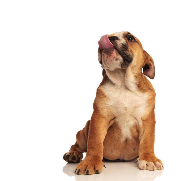 坐着的英国小牛头犬锁住了它的鼻子图片下载