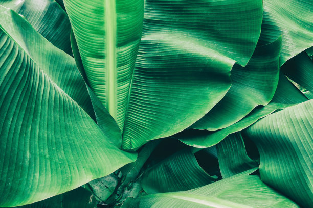 热带芭蕉叶图片下载