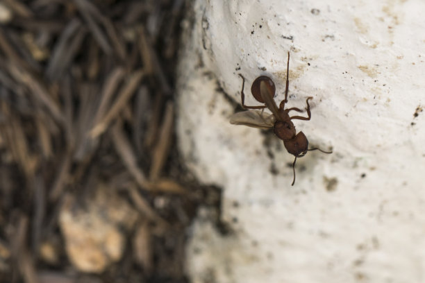 白墙上的小蚂蚁。超级近,宏。图片下载
