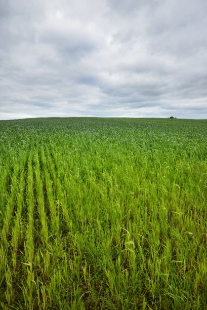 农村的田野。德国,Plafz图片下载