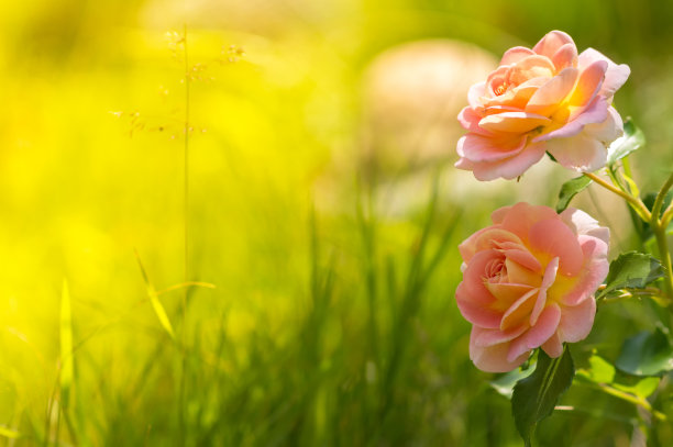 绿色背景上娇嫩的茶玫瑰。文本。美丽浪漫的玫瑰。有选择性的重点图片下载