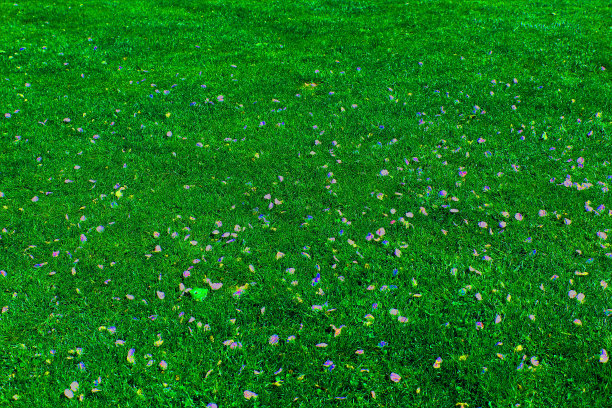 草地和鲜花图片下载