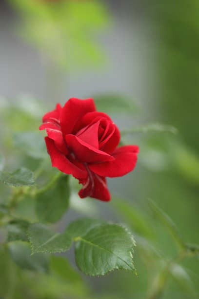 情人节：红色玫瑰，3月8日，节日鲜花贺卡，爱的表白，波普艺术风格的红色花朵，极简主义素材图片