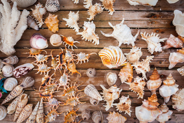 海螺壳背景图片下载