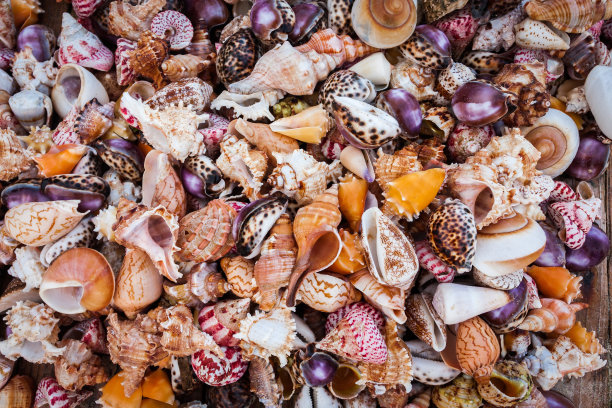 海螺壳背景图片下载