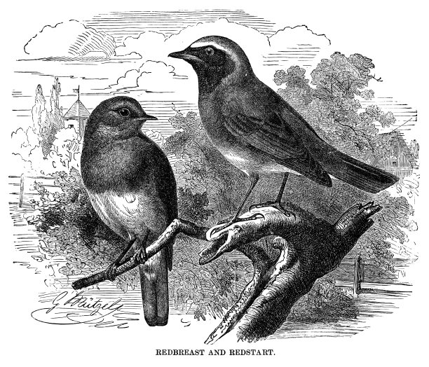 红雀和红雀图片下载