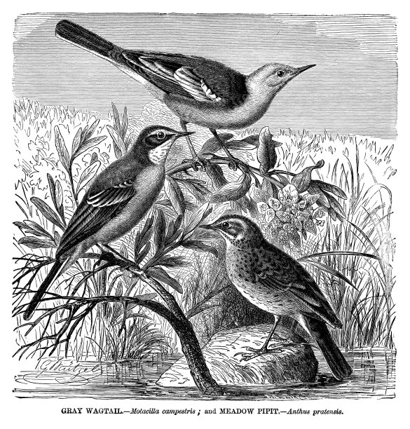 灰Wigtail和Meadow Pipit图片下载