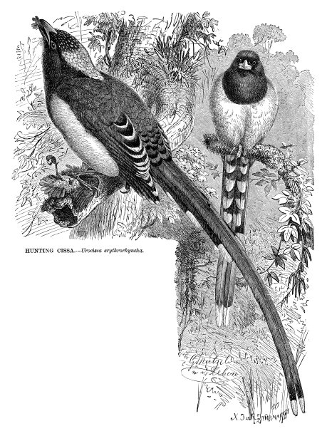 狩猎西萨图片下载