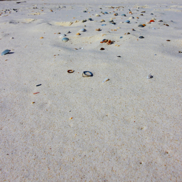 贝壳在海滩的视角背景图片下载