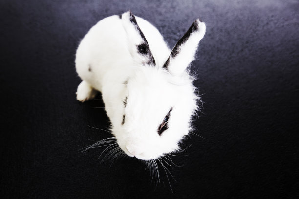 黑色背景上的白兔图片下载