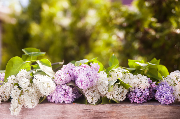 丁香花是白色和丁香花。以绿色花园为背景的淡紫色小插画。背景。文本的地方图片下载