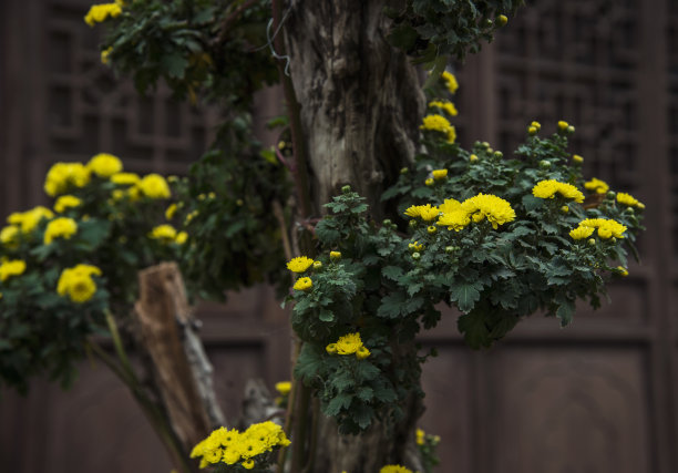 院子里的菊花开了图片下载