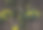 院子里的菊花开了图片下载