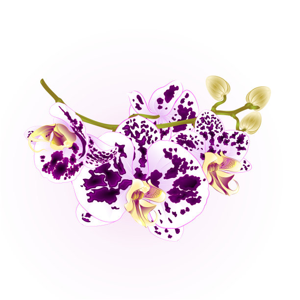 枝兰花花紫色和白色蝴蝶兰热带植物茎和芽vintage矢量植物插图设计图片下载