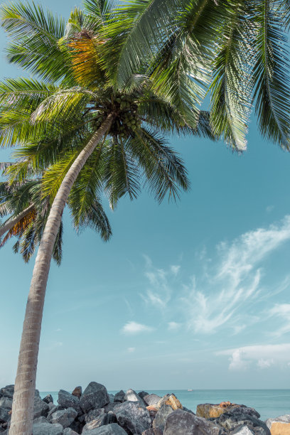 椰子树和蓝绿色的印度洋图片下载