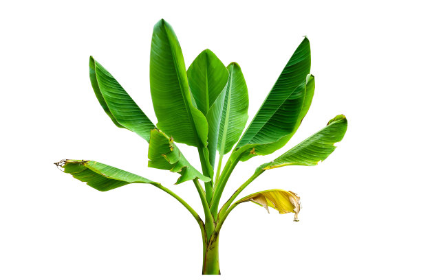 香蕉照片素材ID：304753920