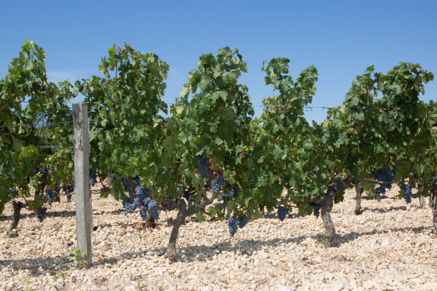 葡萄园的行。幼苗葡萄图片下载