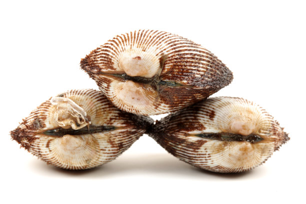 白色背景上的甲壳图片下载