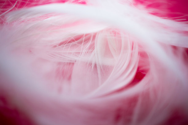 白色羽毛的特写图片下载