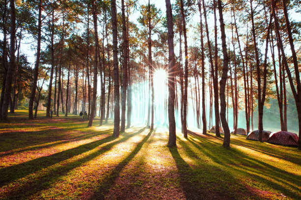 在松林下露营和帐篷素材图片